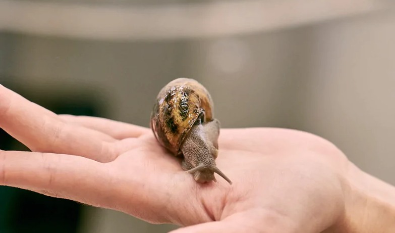 Snail Mucin